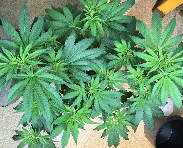 Blueberry DAY 8 (Flower) 5 of 9